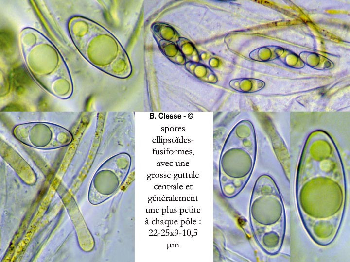 Octospora gemmicola